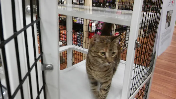 Pet Supermarket Picture 9