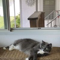 Mass-RI Veterinary ER ico