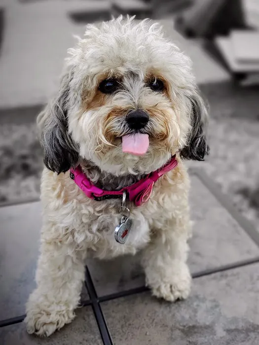 Mass-RI Veterinary ER Picture 9