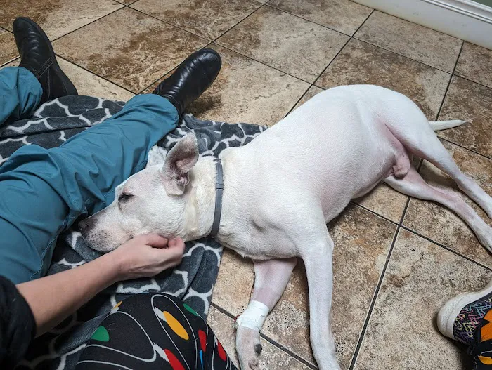 Mass-RI Veterinary ER Picture 8