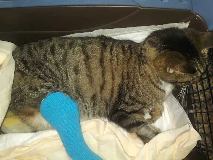 Mass-RI Veterinary ER Picture 7