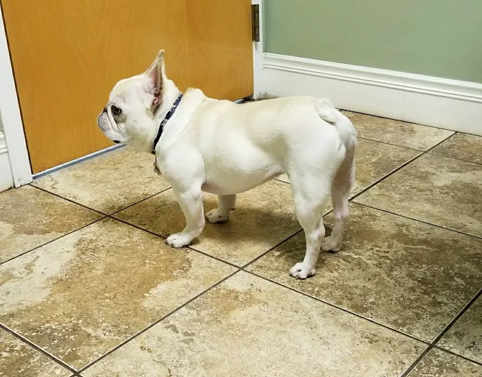 Mass-RI Veterinary ER Picture 6