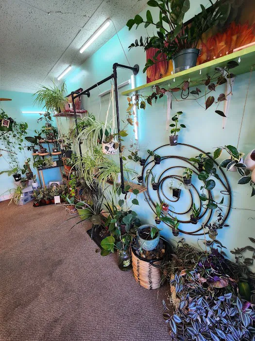 archdale fish & plants Picture 3