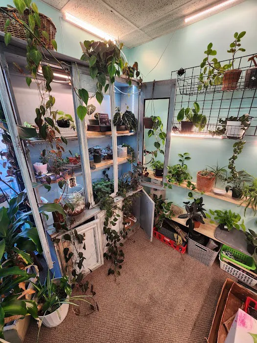 archdale fish & plants Picture 1