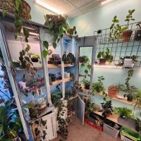 archdale fish & plants ico