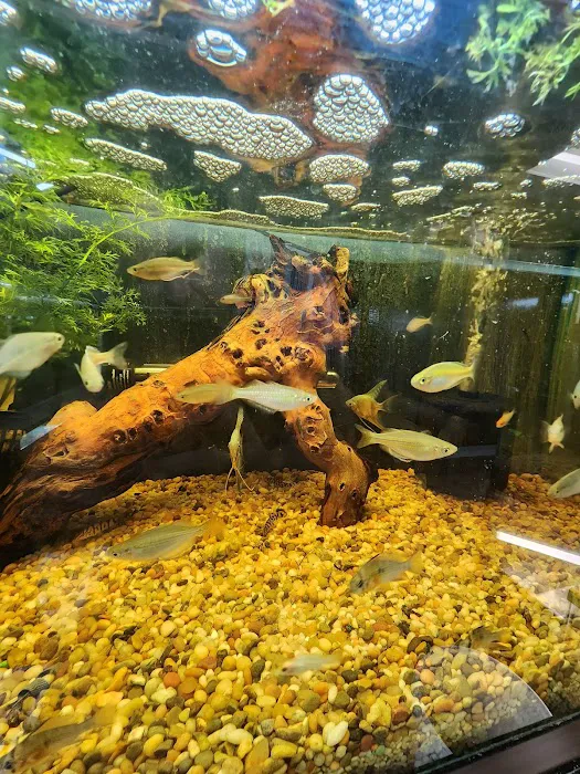 archdale fish & plants Picture 2