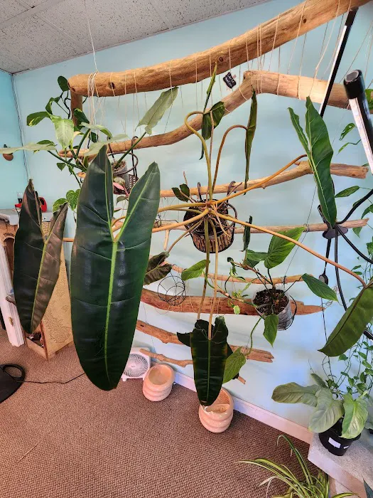 archdale fish & plants Picture 4