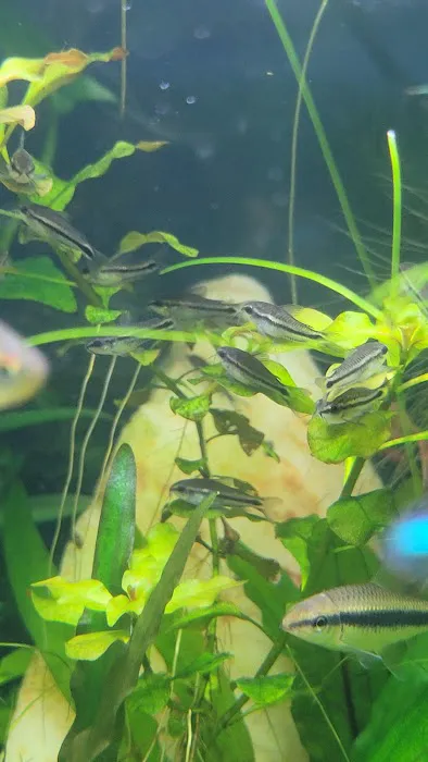 archdale fish & plants Picture 10