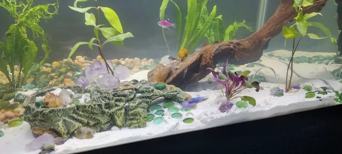 archdale fish & plants Picture 9