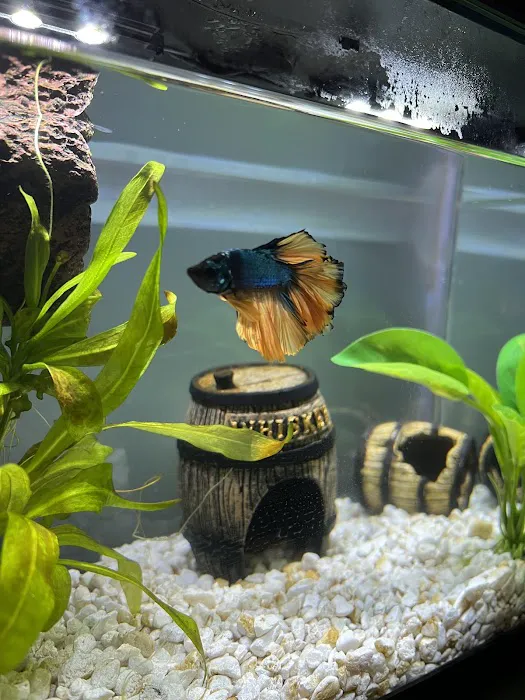 archdale fish & plants Picture 8