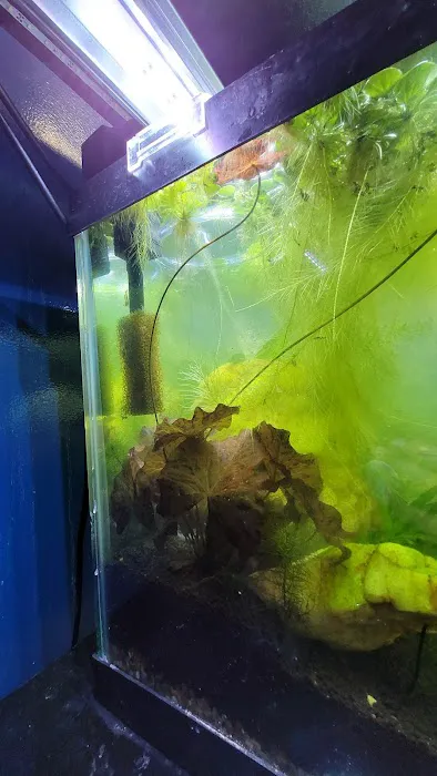 archdale fish & plants Picture 7