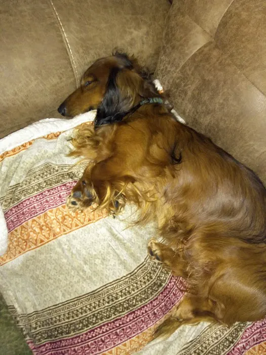 Scituate Animal Hospital Picture 1