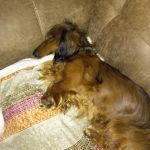 Scituate Animal Hospital