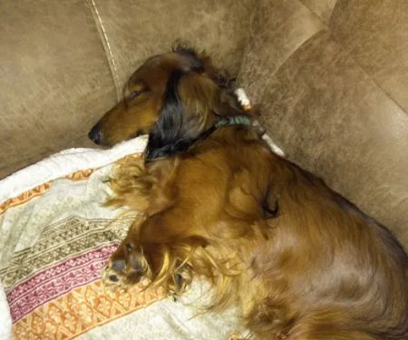 Scituate Animal Hospital