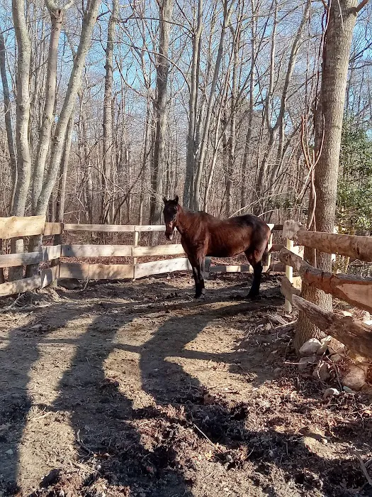Ocean State Equine Associates Picture 1