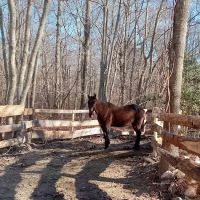 Ocean State Equine Associates ico