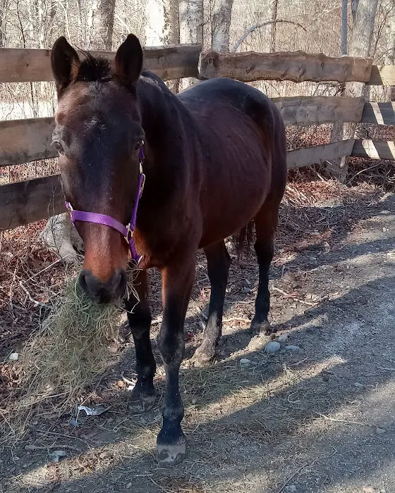 Ocean State Equine Associates Picture 2