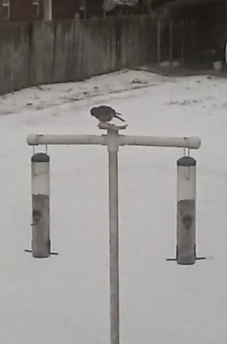 CHRIS'S BIRD FEEDERS AND SQUIRREL RESISTANT POLES Picture 5