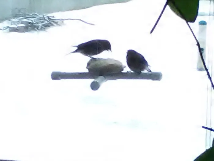 CHRIS'S BIRD FEEDERS AND SQUIRREL RESISTANT POLES Picture 3