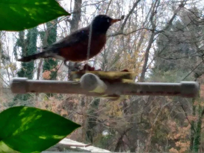 CHRIS'S BIRD FEEDERS AND SQUIRREL RESISTANT POLES Picture 4