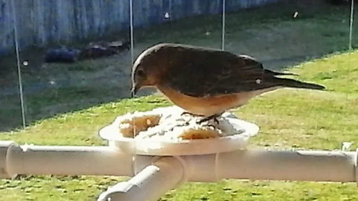 CHRIS'S BIRD FEEDERS AND SQUIRREL RESISTANT POLES Picture 2