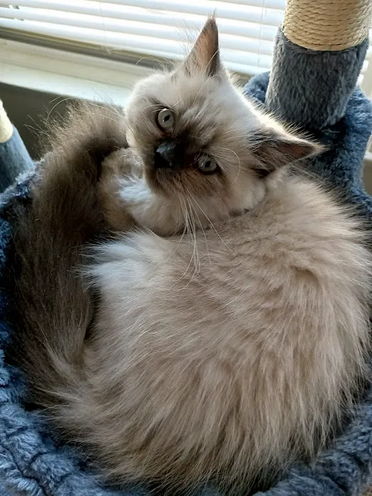 Lincoln Animal Hospital Picture 1