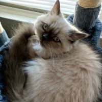 Lincoln Animal Hospital ico