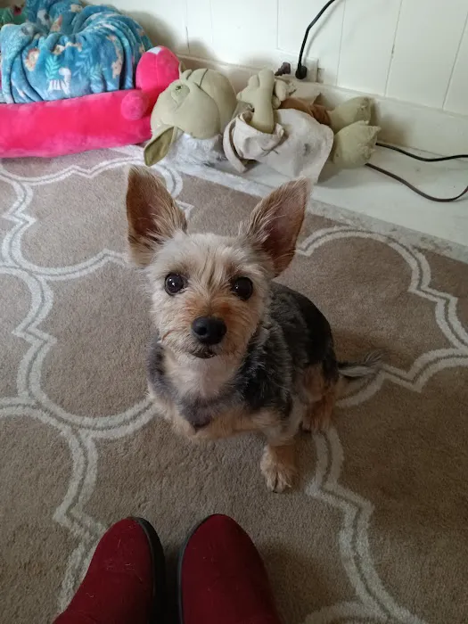 Lincoln Animal Hospital Picture 7