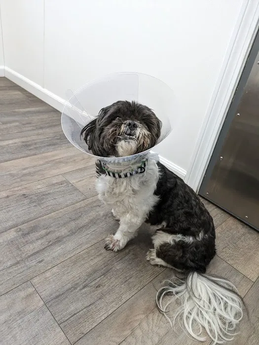 Lincoln Animal Hospital Picture 2