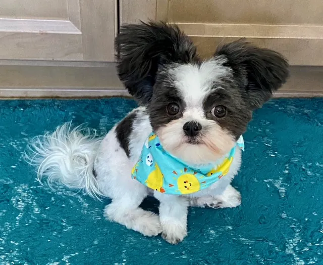 Lincoln Animal Hospital Picture 5