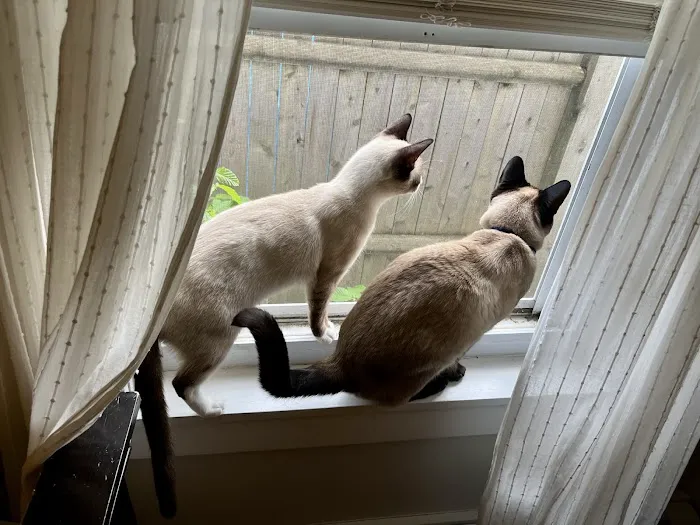 Lincoln Animal Hospital Picture 8