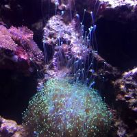 Triad Aquatic Services, LLC. ico