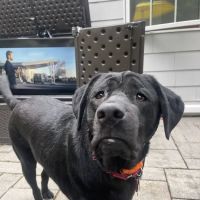 Torrington Animal Hospital ico