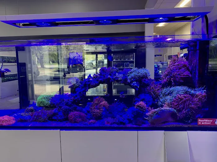 Triad Reef Critters Picture 4