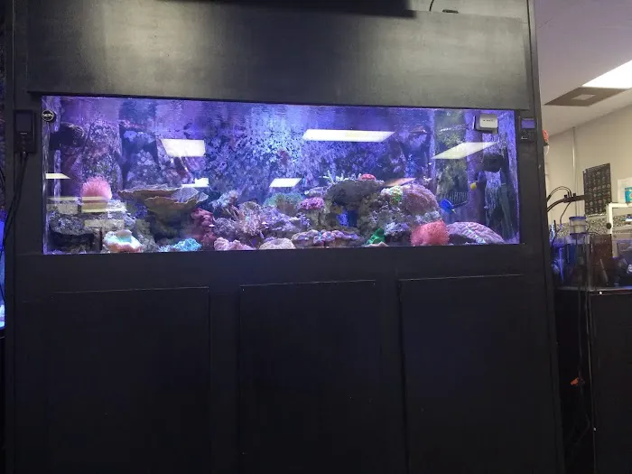 Triad Reef Critters Picture 1