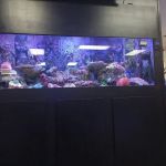 Triad Reef Critters