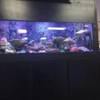 Triad Reef Critters ico