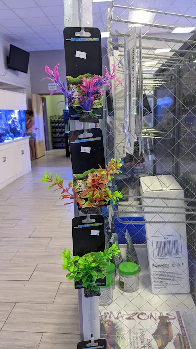 Triad Reef Critters Picture 6