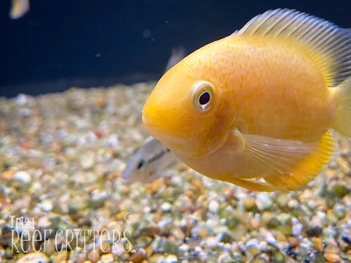 Triad Reef Critters Picture 8