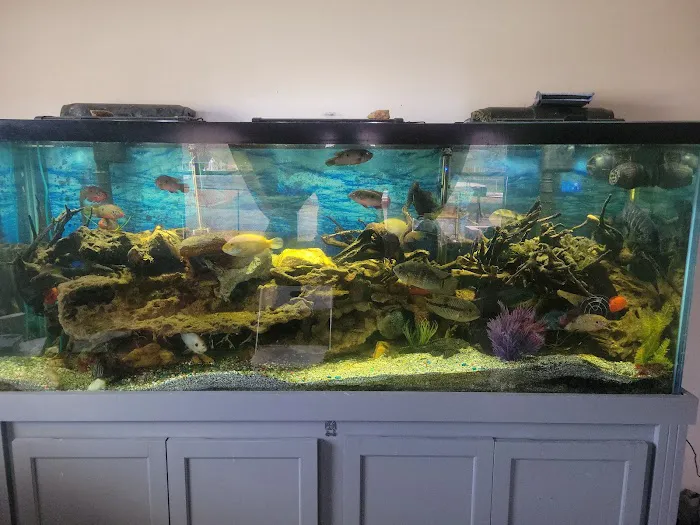 Triad Reef Critters Picture 5