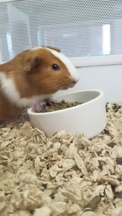 Vetco Vaccination Clinic Picture 2