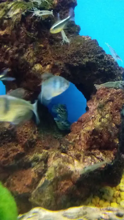 Vetco Vaccination Clinic Picture 1