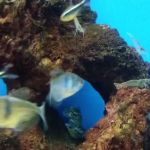 Vetco Vaccination Clinic