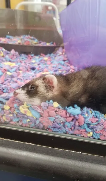 Vetco Vaccination Clinic Picture 7