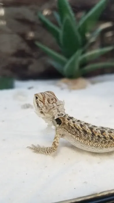 Vetco Vaccination Clinic Picture 8