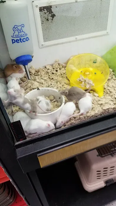 Vetco Vaccination Clinic Picture 3