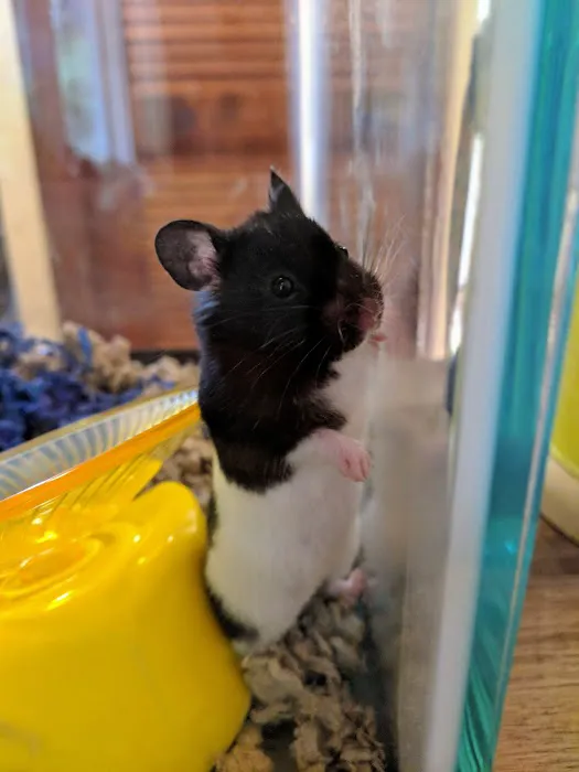 Vetco Vaccination Clinic Picture 5