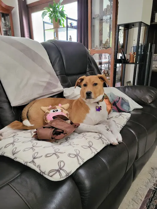 Urban Pet Company, LLC Picture 4