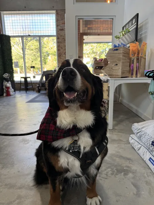 Urban Pet Company, LLC Picture 1