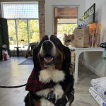 Urban Pet Company, LLC